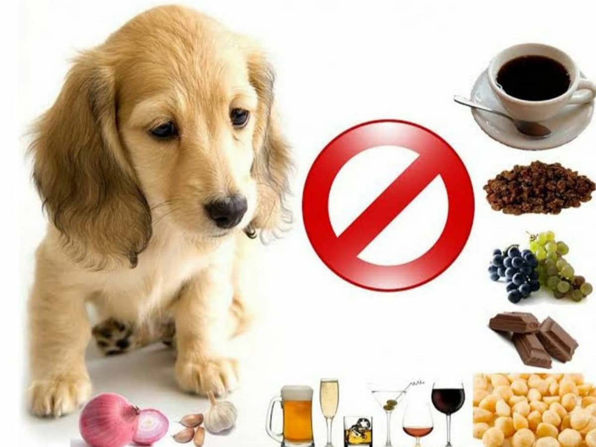 Alimentos Tóxicos para Cães