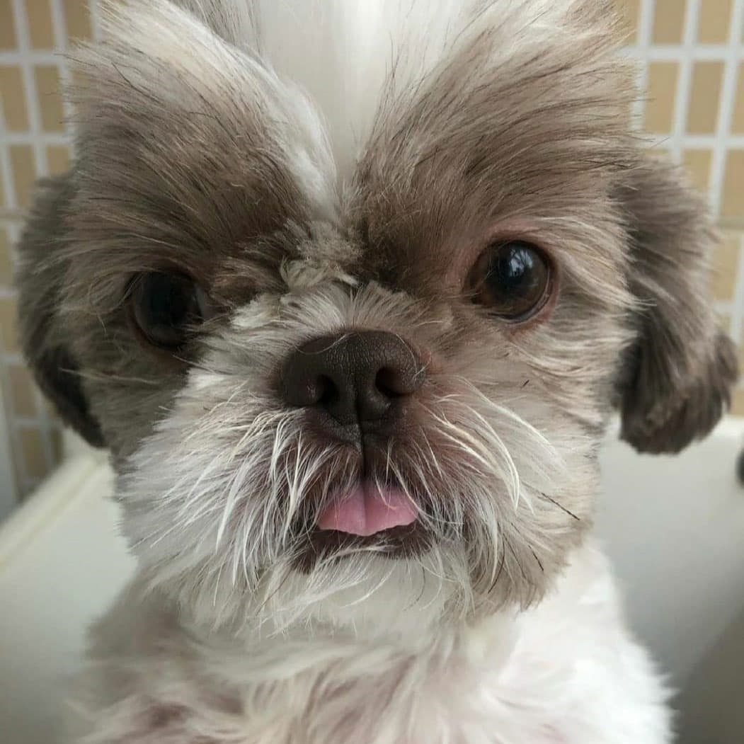 Carolina, tutora da Lua