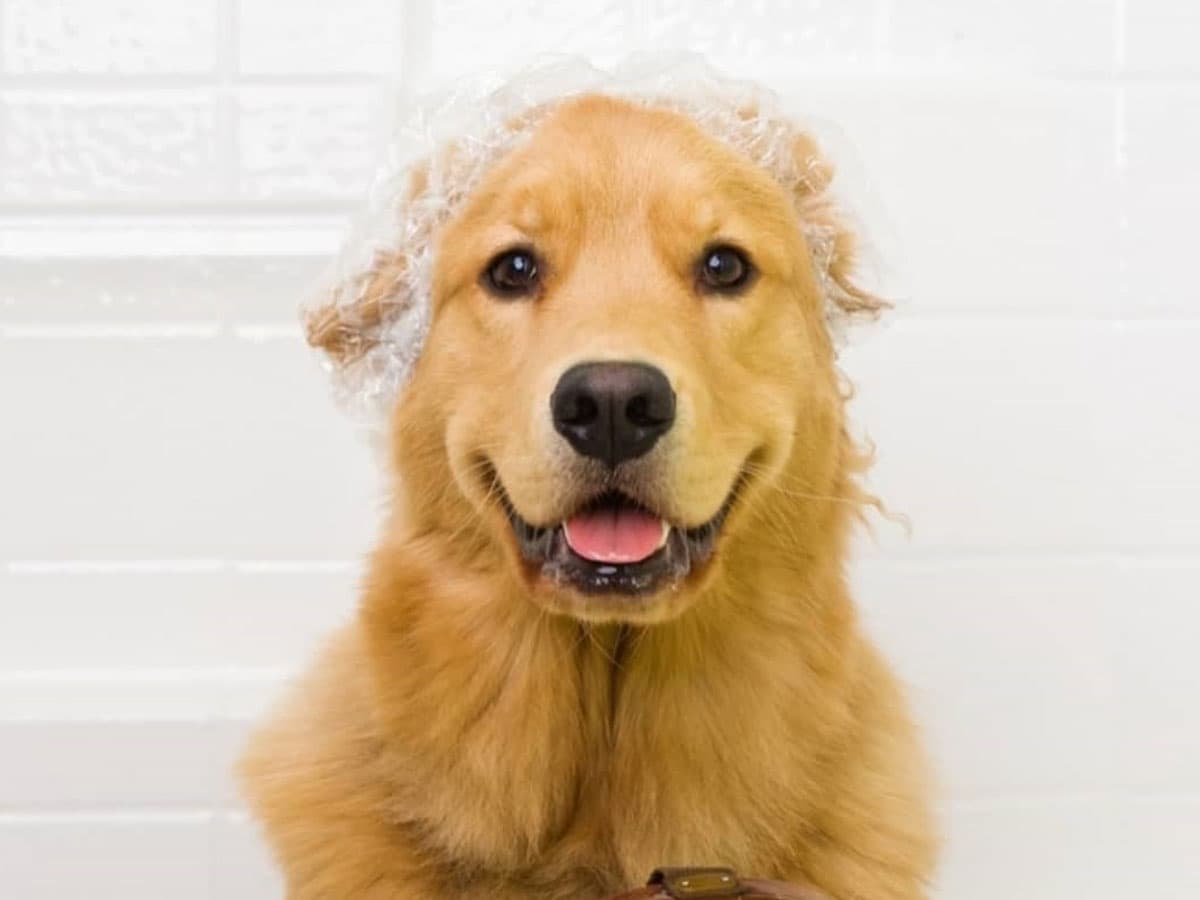 Frequência de Banhos