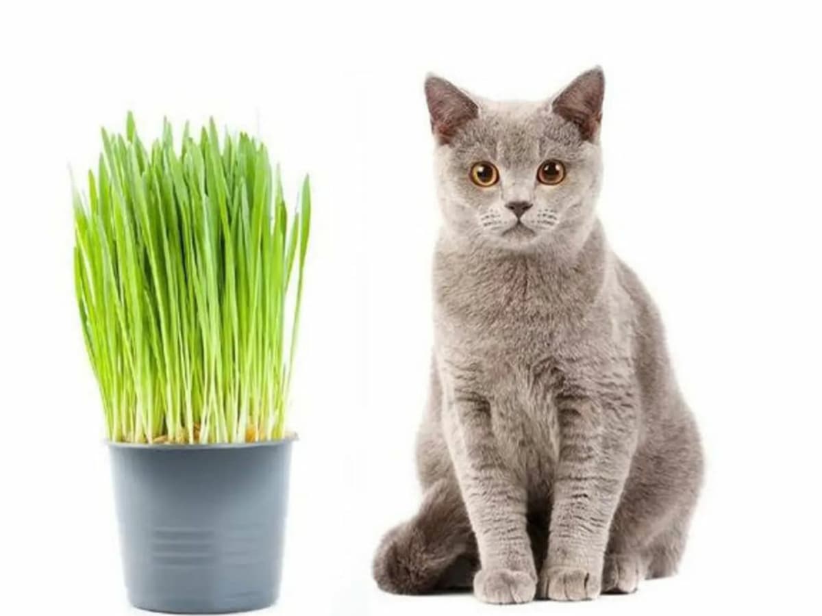 Benefícios da grama para gatos