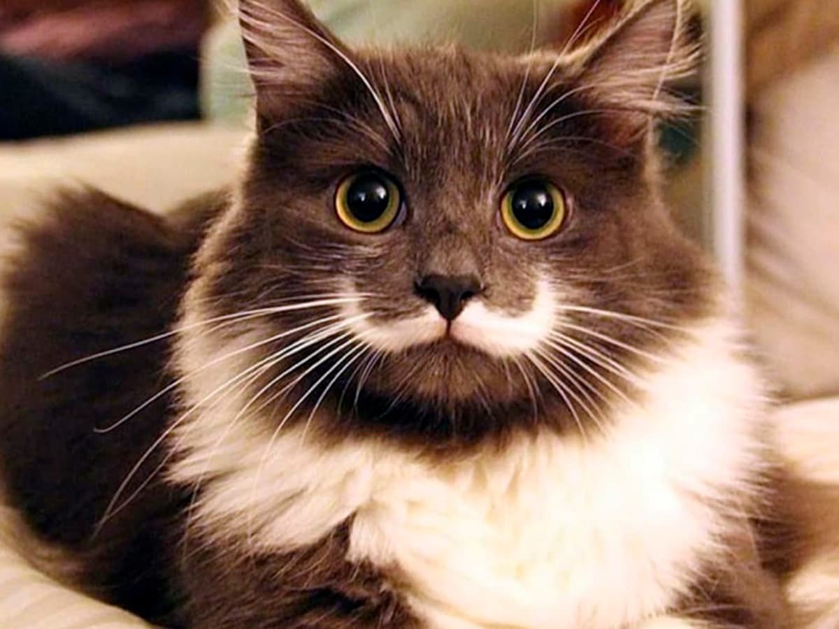 A importância dos bigodes dos gatos